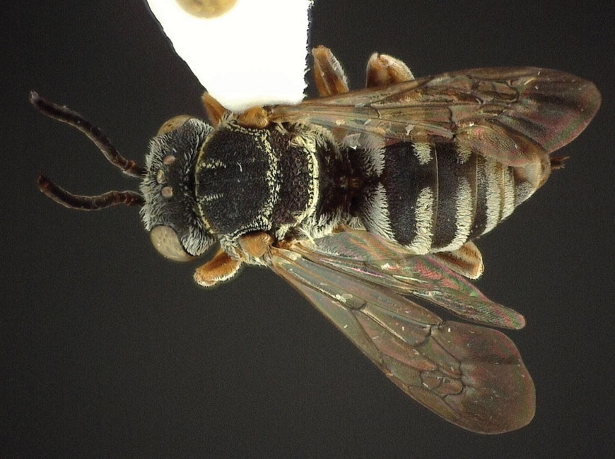 A pair of observations logged in  2019 marked the first time this newly recognized species, the cellophane-cuckoo bee, had been observed in the Great Smoky Mountains National Park. Donated photo