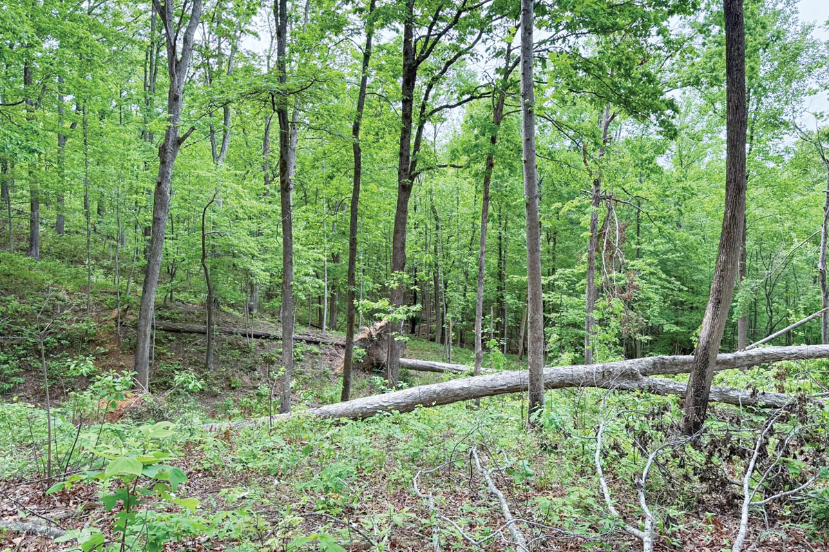 The Dobson Knob area, bisected by the Mountains-to-Sea Trail, is one of the last roadless, wild places in Southern Appalachia. The Forest Service has obtained permission to salvage in the Dobson Knob inventoried roadless area. Southern Environmental Law Center photo