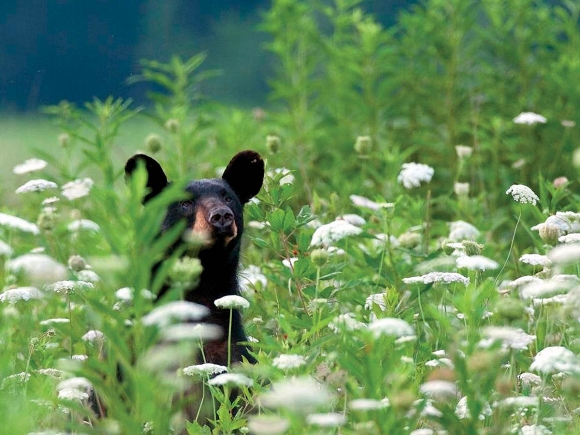 An iconic species of the Smokies, bears rarely hurt humans but on rare occasions may view them as prey. NPS photo