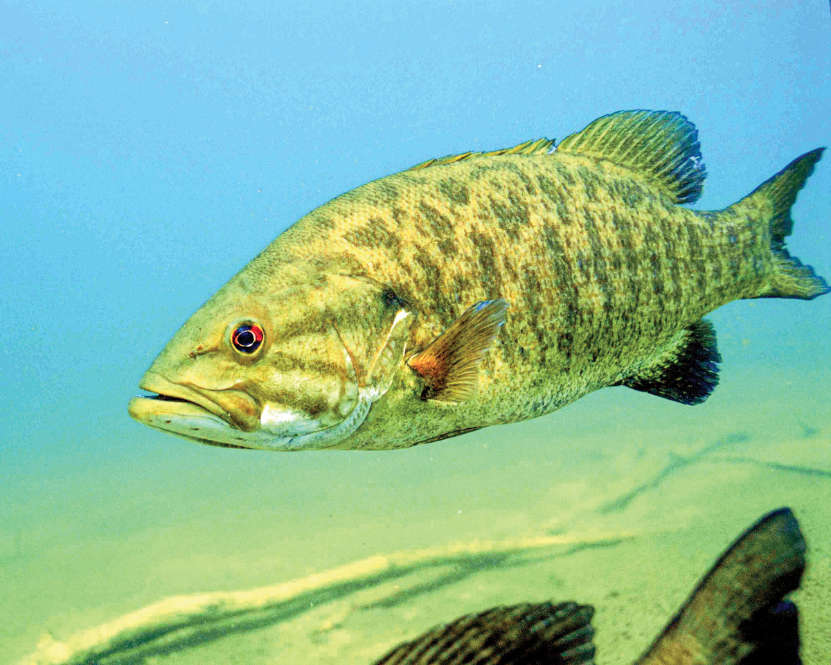 West Swain Fire Department hosts bass tournament and BBQ dinner