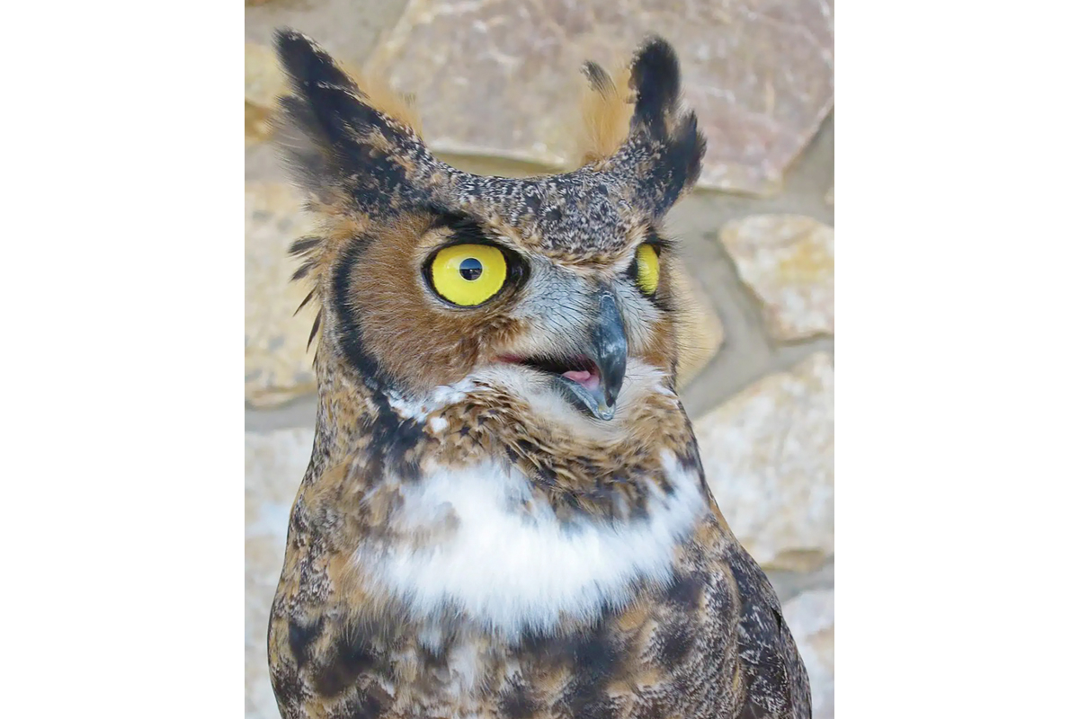 A great-horned owl surveys its domain. NOC photo