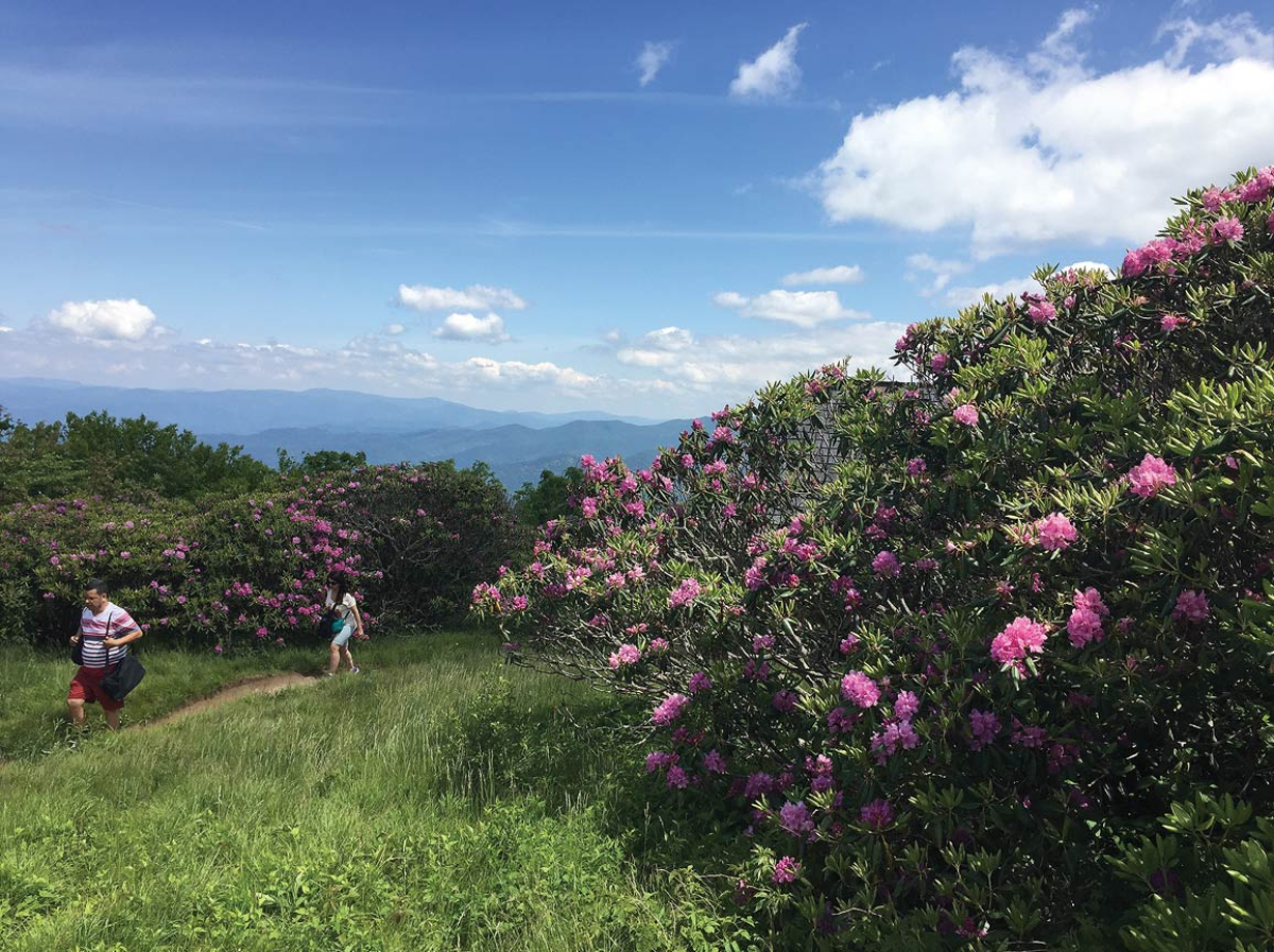 Craggy Gardens