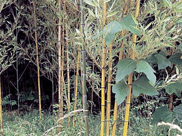 The Naturalist&#039;s Corner: Bamboo by any other name