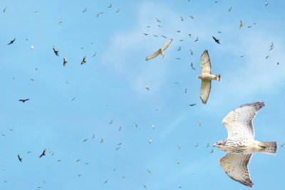 Memphis Flyer  'Birds Helping 'Birds