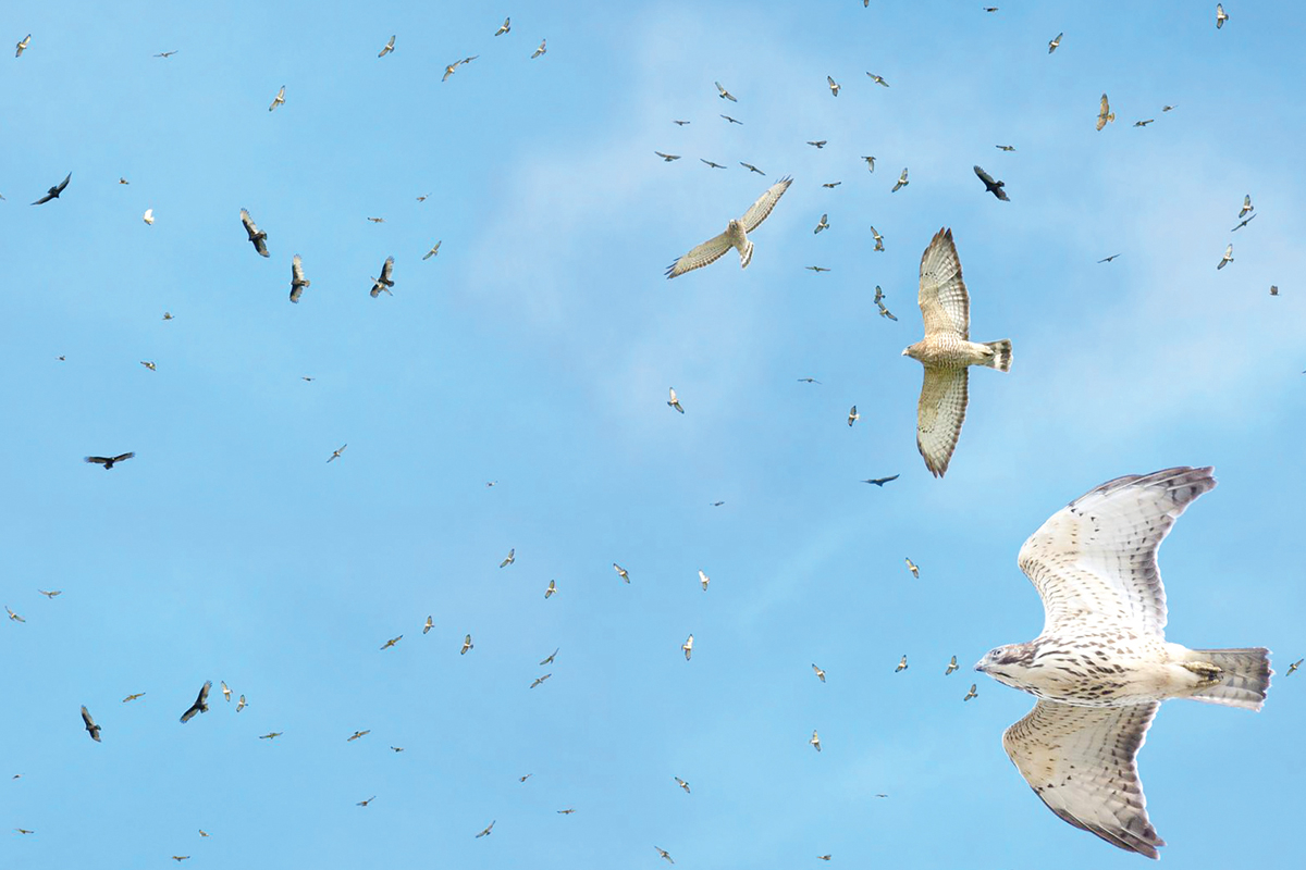 From mid to late September, hundreds of broad-winged hawks pass over Western North Carolina and East Tennessee in large groups called “kettles,” circling higher and higher into the air currents and moving south along the Blue Ridge Mountains. Richard Crossly photo