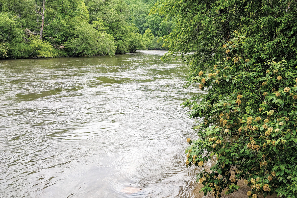 Native shrubs like this viburnum are great at holding soil along creeks and rivers. 