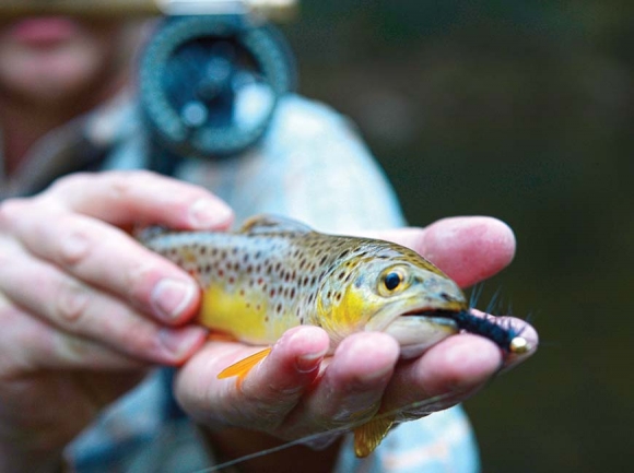Trout waters to open