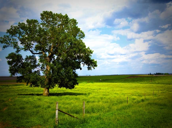 Walter moves on to a far greener cow pasture