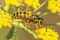 Up Moses Creek: Yellow Jacket Muse P.S.