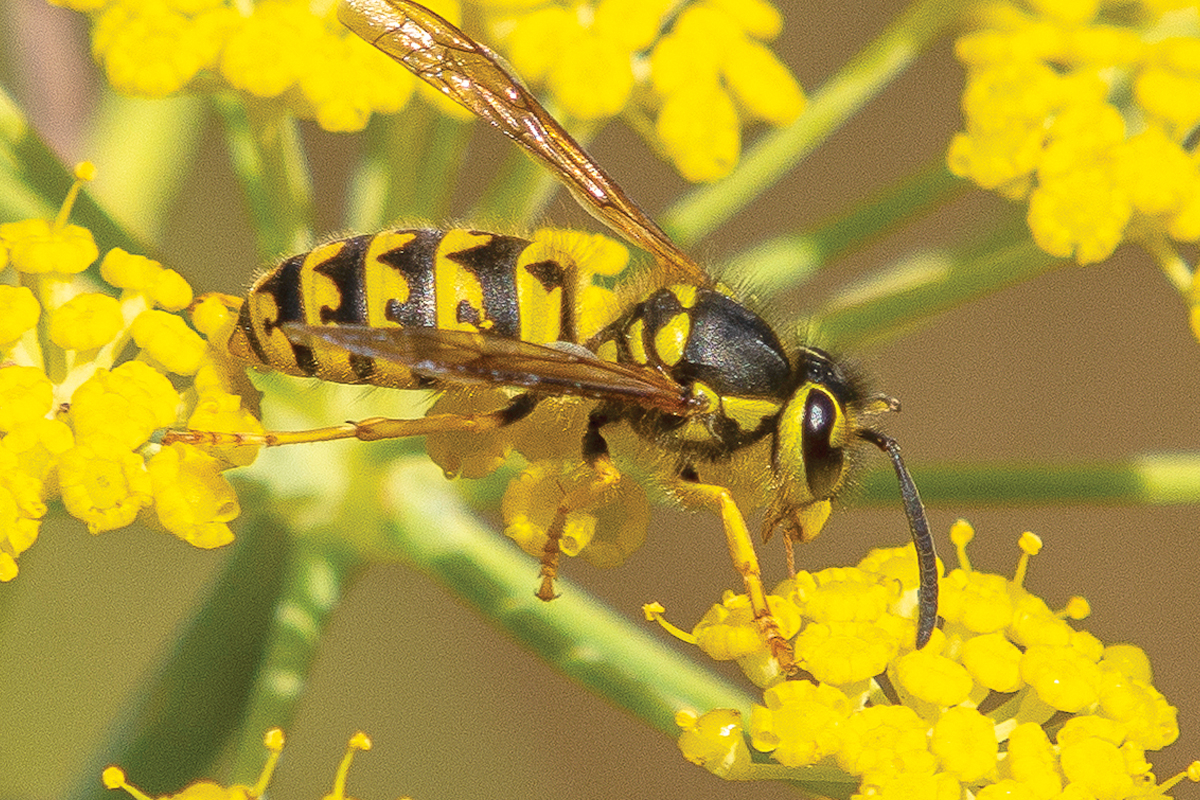 A yellow jacket on a yellow flower may look mellow.  But as they say up Moses Creek: “black and yellow  sting a fellow.”  Fred Coyle photo.